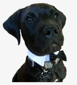 Doggo Enjoy Bowtie - Dog