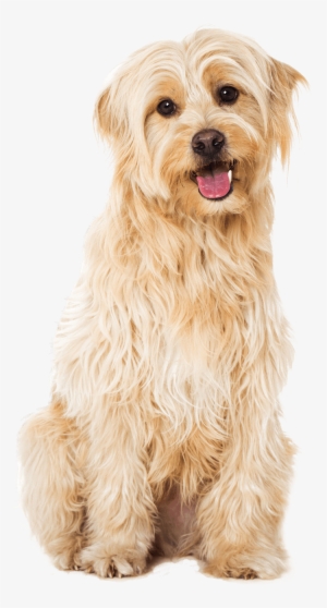 Professional Dog Grooming From £10 - Dog