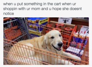 Golden Retriever Meme