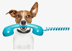 "no, I Will Not Pay My Water Bills I'm A Good Boy " - Dog On Phone Cartoon