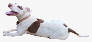 How To Make Your Own Whatsapp Stickers On Android - Android