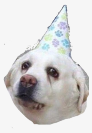 Doggo2 Discord Emoji - Happy Borkday