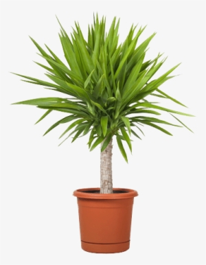 Mini Palm Light Compressor - Yucca Plant In Pot