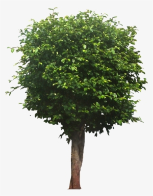 Masculine Most Popular In The Usa Between 1900 To 1950s - Tree Png