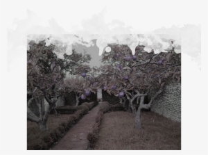 Until Then, The Creature Will Exhibit All The Traits - Alberi Da Frutto In Giardino