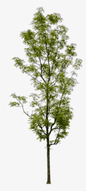 Fraxinus Excelsior - Fraxinus Excelsior Png