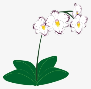 Daffodil Vector Orchid - Orchid Plant Clip Art