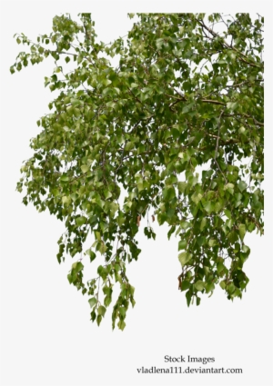 Birch Branches Png
