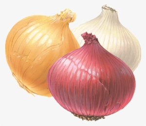 Free Icons Png - White Yellow And Red Onions