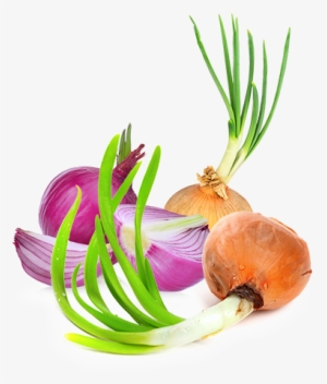 Healthier Crop - Onion