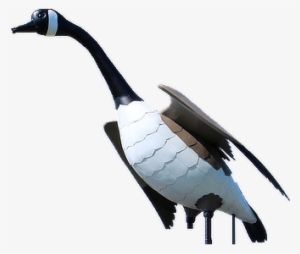 37663478512 7ae81180b0 B-1 - The Wawa Goose