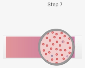 Animation Of Blood Cell Being Examined Under Microscope - Blood Cell