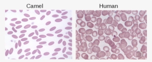 Camel Erythrocytes Compared To Human - Camel Erythrocytes