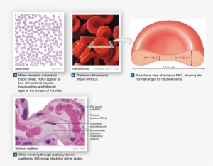 Red Blood Cells, Formed By Erythropoiesis, Contain - Red Blood Cells, Sem - Greeting Card