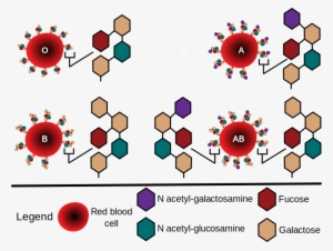 Abo Blood Groups Diagram - Abo Blood Group Glycosylation