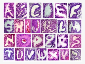 A Glandular Font, Courtesy Of Dr - Histology Alphabet
