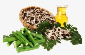 Drumstick - Drumstick Tree