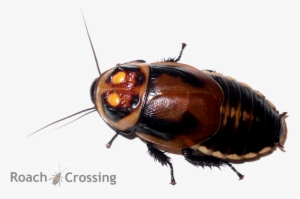 Cockroach Nymph Png