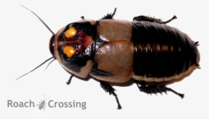 Wish List - Lucihormetica Subcincta - Glowspot Roach - Glowing Roach