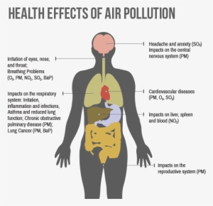 How Do We Decrease Air Pollution - Human Body Organs Vector