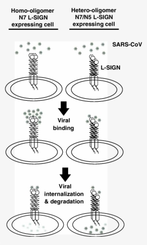 Homo And Heterooligomerization Of N7 And N5 Of L Sign, - Common Fig