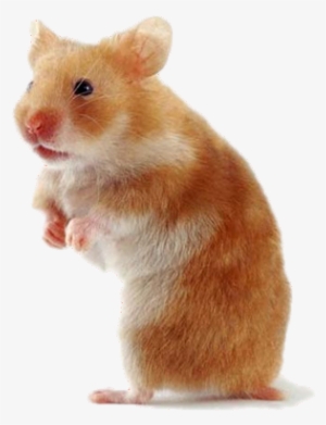 Pet Care Since They Graphic Free