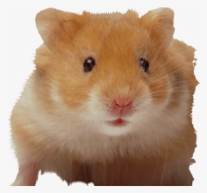 Image Transparent Download D Pet Products More Information - Hamster Pet In Hindi
