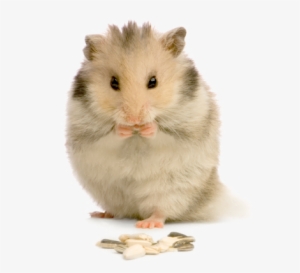 Hamsters Png
