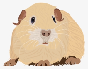 201408 Guinea Pig - Guinea Pig Png