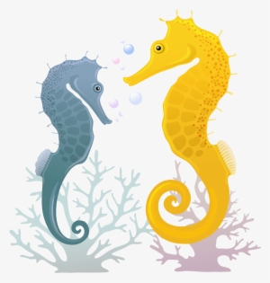 Seahorse Illustration