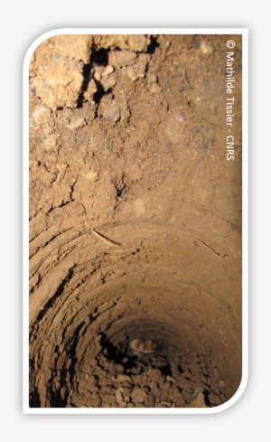 Hamster Au Fond Du Terrier - Hamster