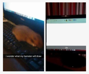 Copy Discord Cmd - Will My Hamster Type
