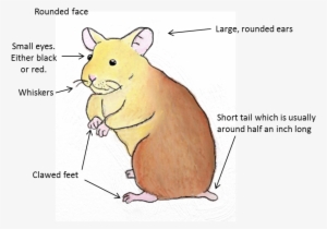 Hamsters Are Native To Europe And Northern Asia, Though - Female Syrian Hamster Tail