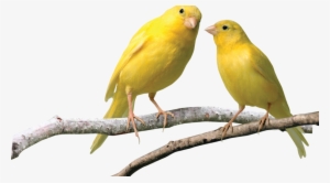 The Canary In The Coal Mine - Canary Png