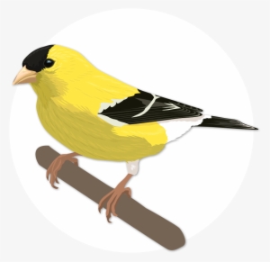 Goldfinch Drawing Canary Bird - Bird