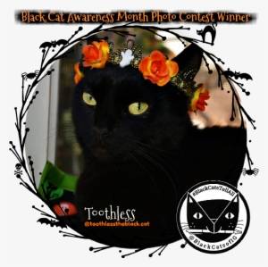 Are Cats Your Halloween Spirit Animal - Cat