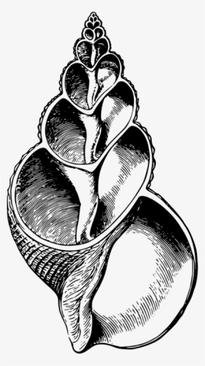 All Photo Png Clipart - Gastropod 2