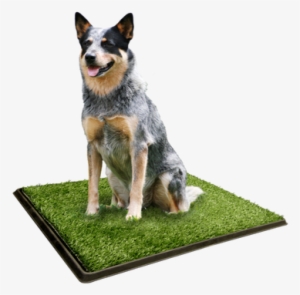 Picture - Blue Heeler Cross Kelpie