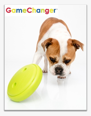 Sadly, The Charity Is Facing Closure And Needs To Raise - Boxer