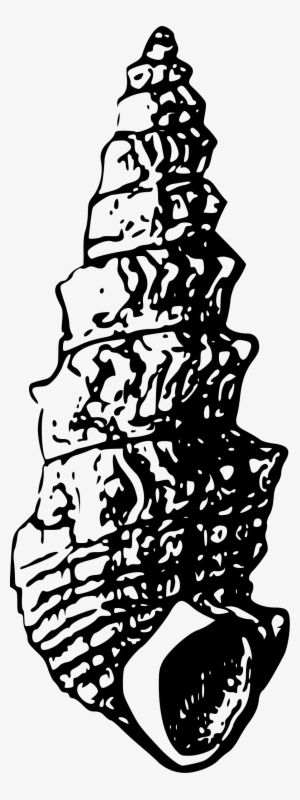 Big Image - Seashell