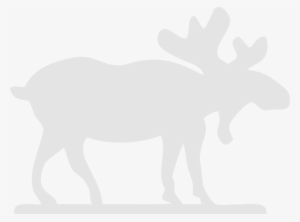 White Moose Black Background