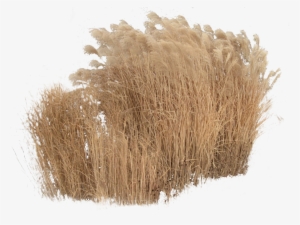 Cutout Plant Grass Grass Photoshop, Tree Photoshop, - Grass Cutouts