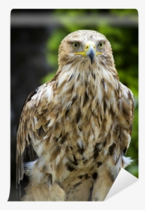 Eastern Imperial Eagle