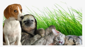 Filterdog, Sloth, And Kitten Chilling - Stop Bullying / Venciendo El Bullying