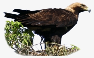 Aquila Heliaca - Eastern Imperial Eagle