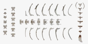 Spanish Imperial Eagle