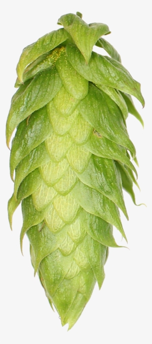 Search - Space Shuttle Challenger