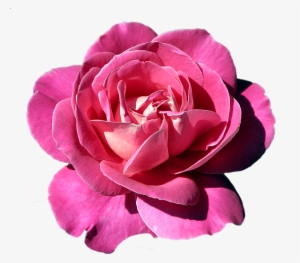Pink Rose Clipart Rose Clipart, Art Clipart, Art Flowers, - Painted Flower