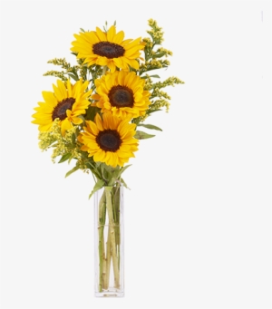 Girasoles Y Solidago - Siena