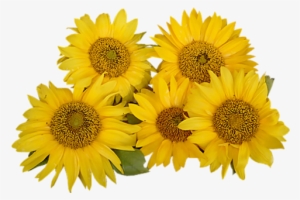 Un Suelo Demasiado Húmedo Puede Hacer Que Éste No Aguante - Подсолнух На Прозрачном Фоне